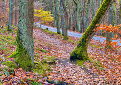 Ein Bild des Binger Waldes auf dem Weg zum Forsthaus Heiligkreuz Bingen - fotografiert von Bruno Bouyajdad
